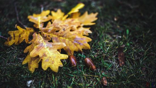 Осенний дубовый лист (49 фото)