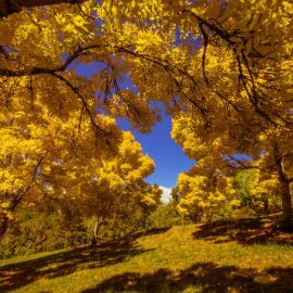 Желтая осень (55 фото)