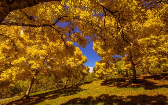 Желтая осень (55 фото)