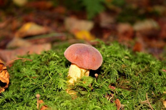 Съедобные грибы осенью (56 фото)