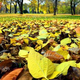 Осенние листья на земле (51 фото)