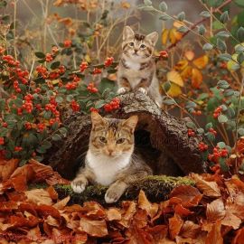 Осенний кот (58 фото)