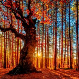 Осень деревья (51 фото)