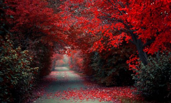 Красная осень (60 фото)
