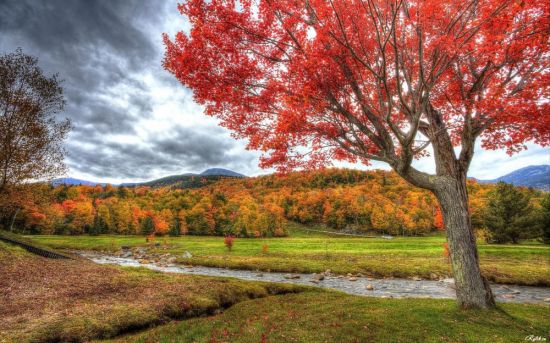 Красивые деревья осенью (52 фото)
