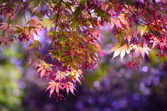 Листья деревьев осенью (56 фото)