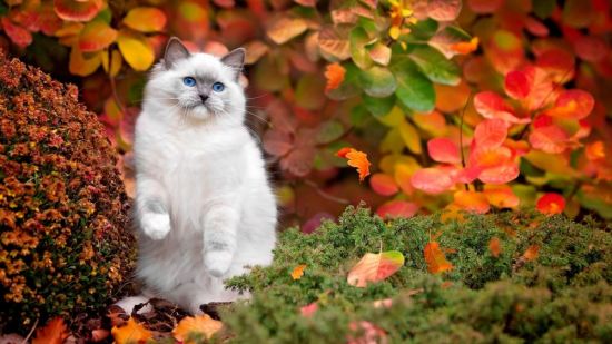Котики осенью (56 фото)