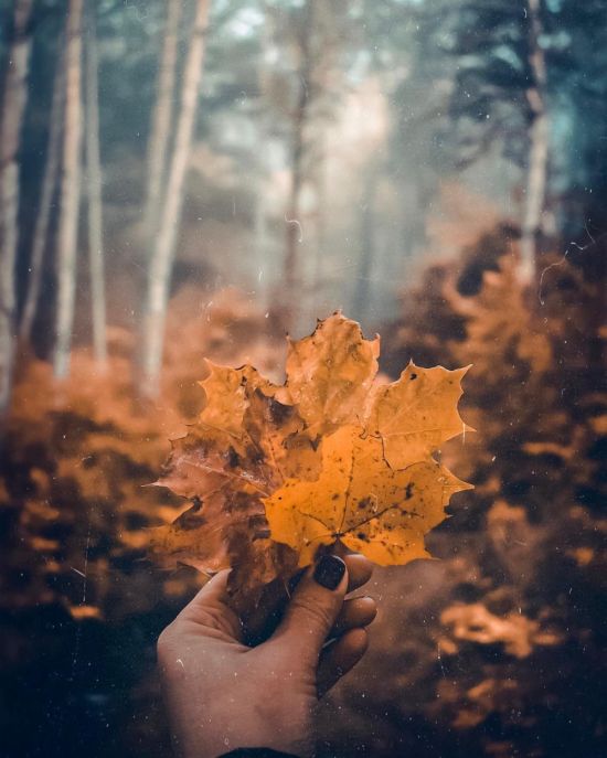Осенние листья в руках (48 фото)