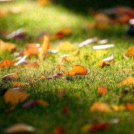 Осенняя трава (50 фото)