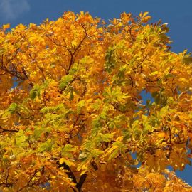 Каштан дерево осенью (52 фото)
