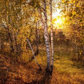Осенняя Березка (57 фото)