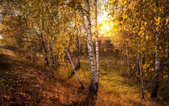 Осенняя Березка (57 фото)