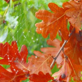 Осенние листья дуба (50 фото)