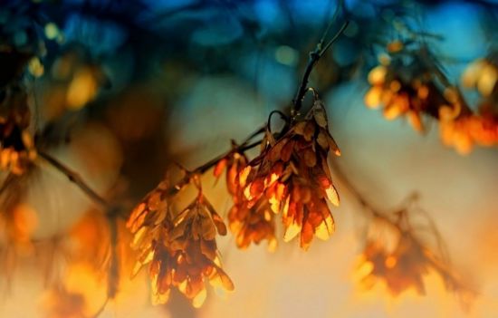 Осенняя ветка (46 фото)