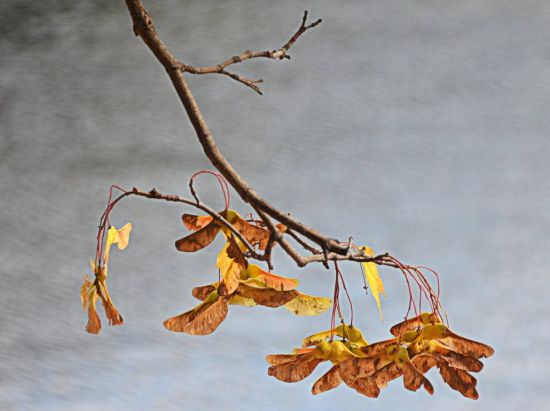 Семена клена осенью (55 фото)