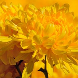 Желтые осенние цветы (58 фото)