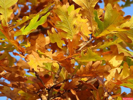 Цвет листьев дуба осенью (53 фото)