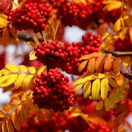 Осенние листья рябины (51 фото)