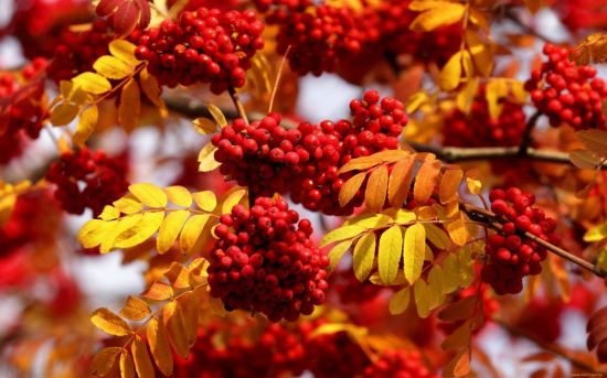 Осенние листья рябины (51 фото)