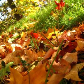 Осенние листья для оформления (53 фото)