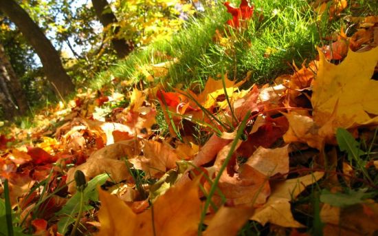 Осенние листья для оформления (53 фото)