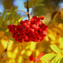 Осенняя ветка рябины (58 фото)