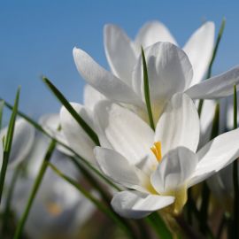 Белые весенние цветы (42 фото)