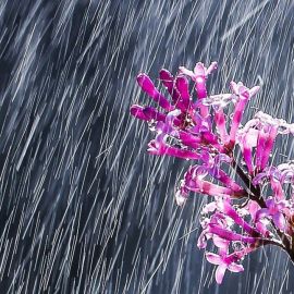 Дождь весной (34 фото)