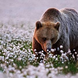 Медведь весной (47 фото)