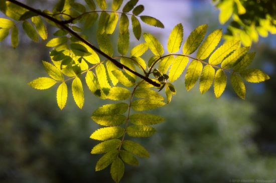 Листья рябины весной (57 фото)