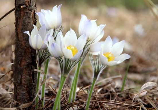 Первые цветы весной (37 фото)
