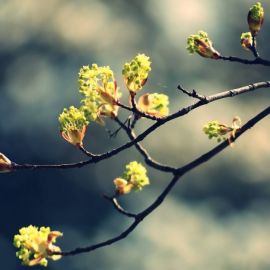 Почки на деревьях весной (51 фото)
