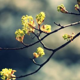 Весна почки (53 фото)