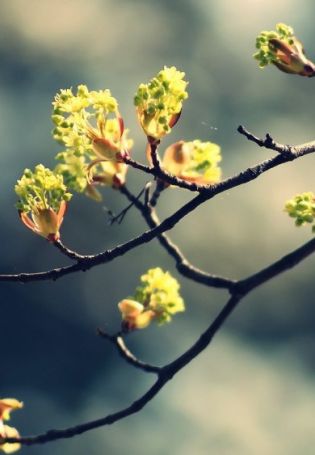Весна почки (53 фото)