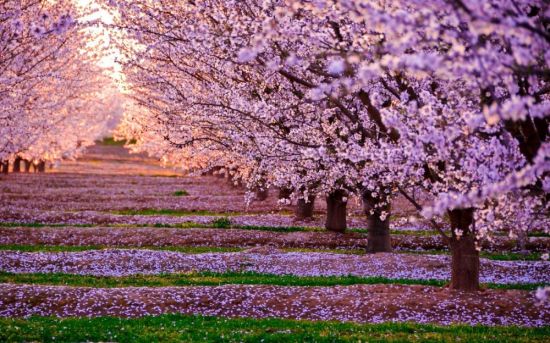 Весеннее цветение деревьев (38 фото)
