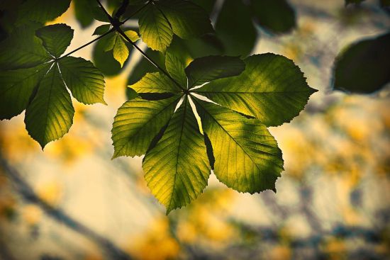 Каштан листья весной (23 фото)
