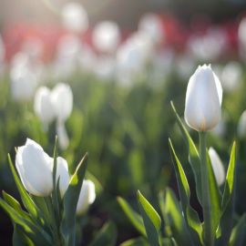 Весна белые тюльпаны (57 фото)
