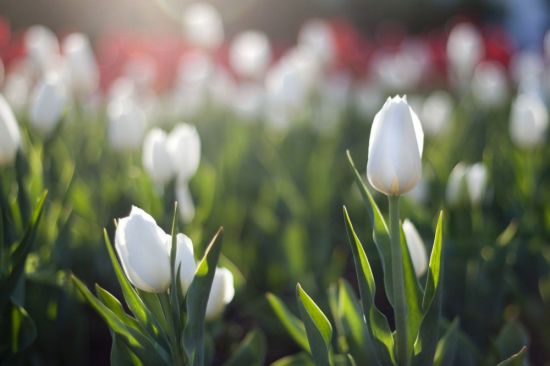 Весна белые тюльпаны (57 фото)
