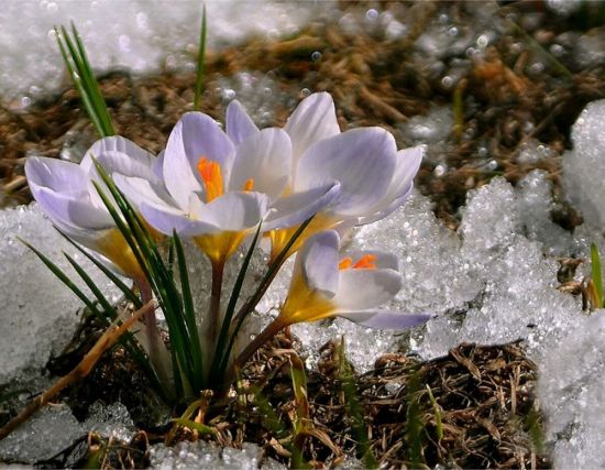 С наступающей весной (58 фото)