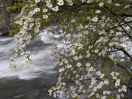 Весенний поток (44 фото)