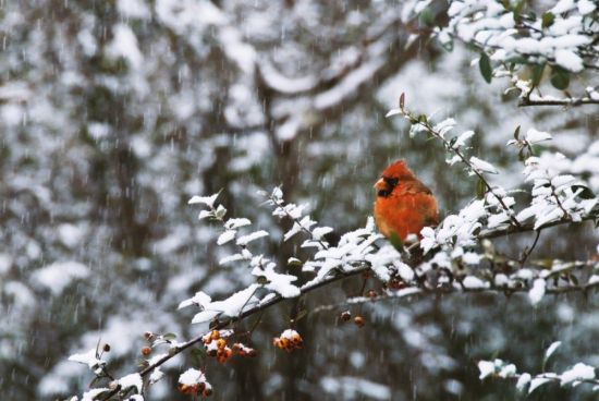 Птицы Алтая зимой (59 фото)