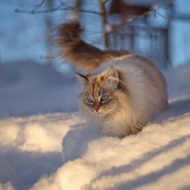 Котики зимой (56 фото)