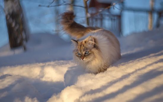 Котики зимой (56 фото)