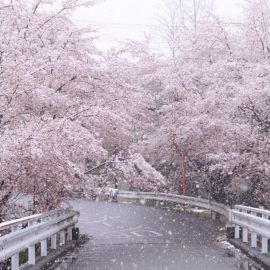 Сакура зимой (51 фото)