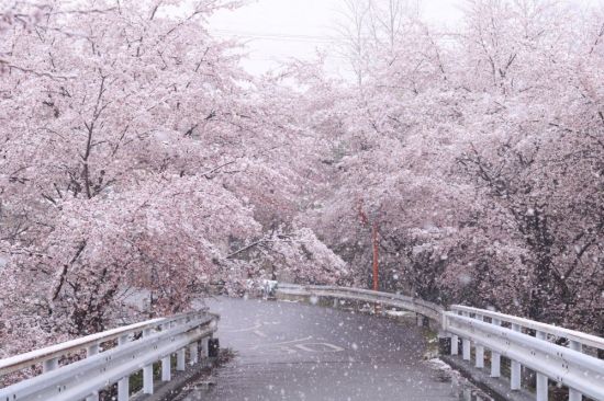 Сакура зимой (51 фото)