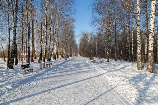 Тимирязевский парк зимой (52 фото)