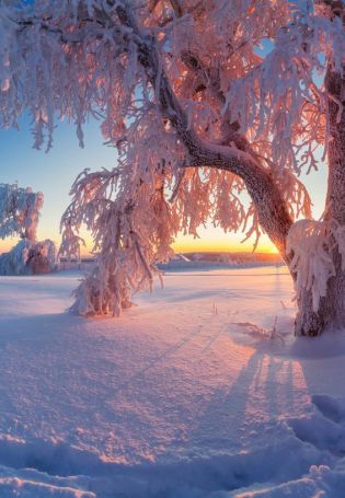 Очарование зимы (54 фото)