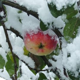 Яблоня зимой (55 фото)