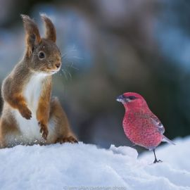 Забавные животные зимой (60 фото)