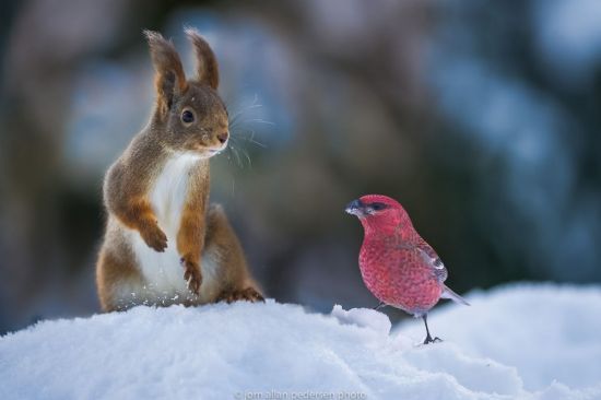 Забавные животные зимой (60 фото)